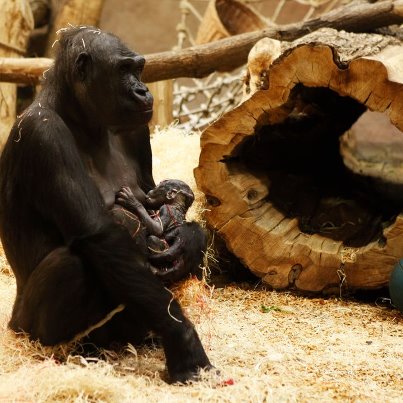 Kijivu s mládětem, foto © Miroslav Bobek, Zoo Praha